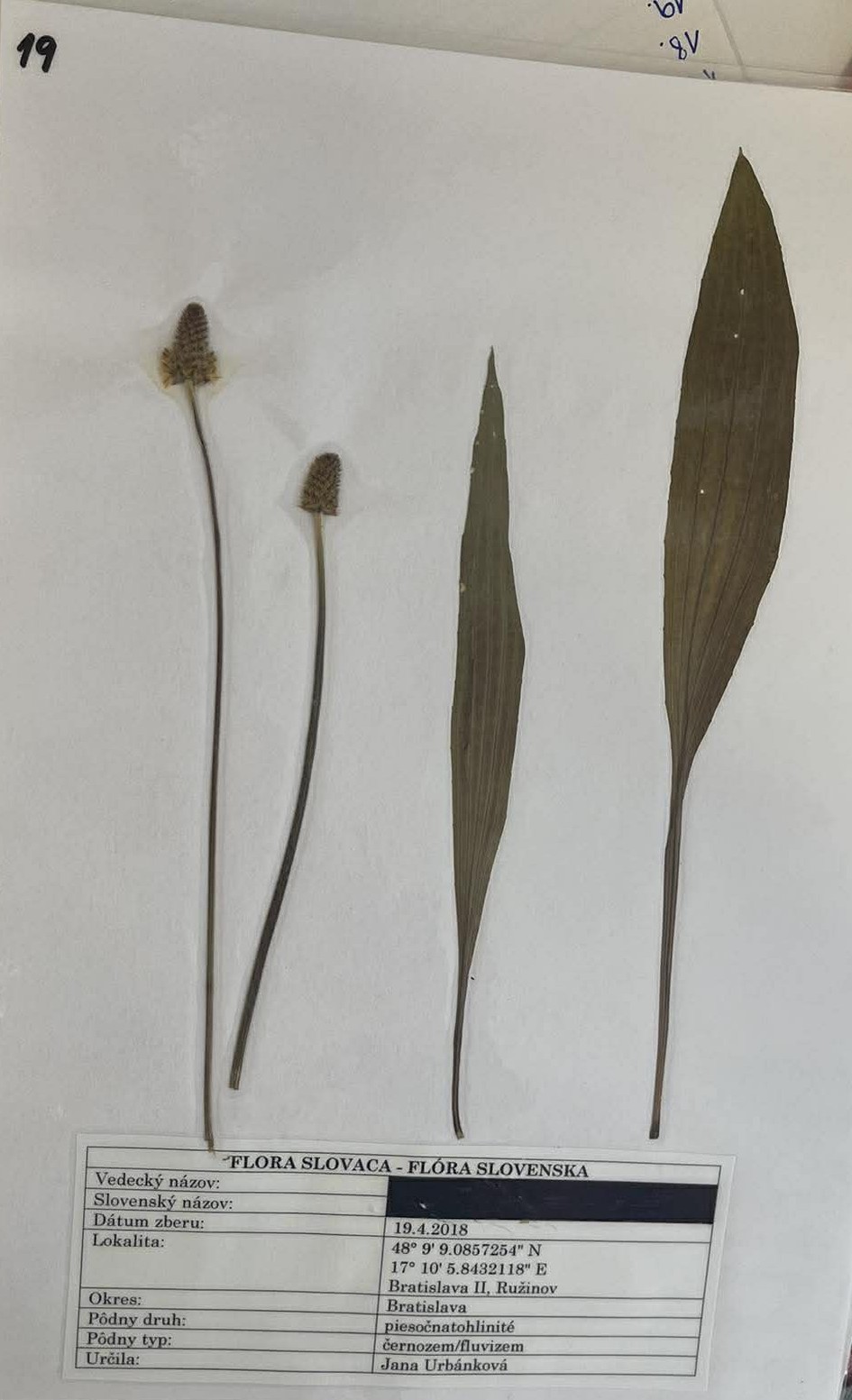 Rastlina Plantago lanceolata